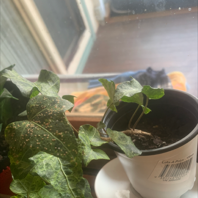 English Ivy plant photo by Georgia named Jeremy on Greg, the plant care app.