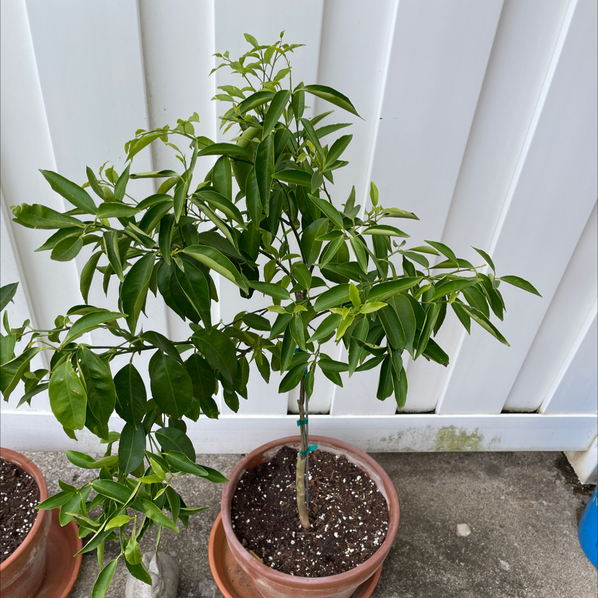 Potted Mandarin orange plant with green leaves, visible soil, and no signs of disease.