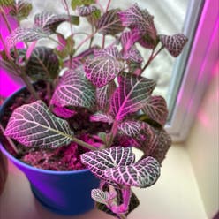 Nerve Plant plant