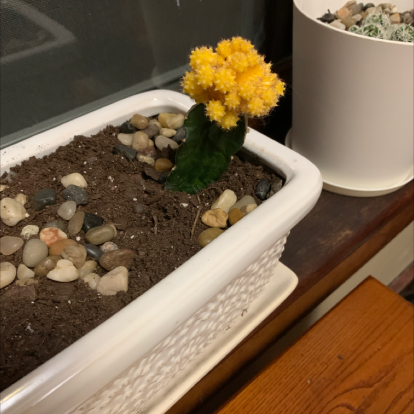 Healthy potted cockscomb plant with vibrant yellow flowers resembling a rooster's comb, planted in rocky soil mix in a white ceramic pot.