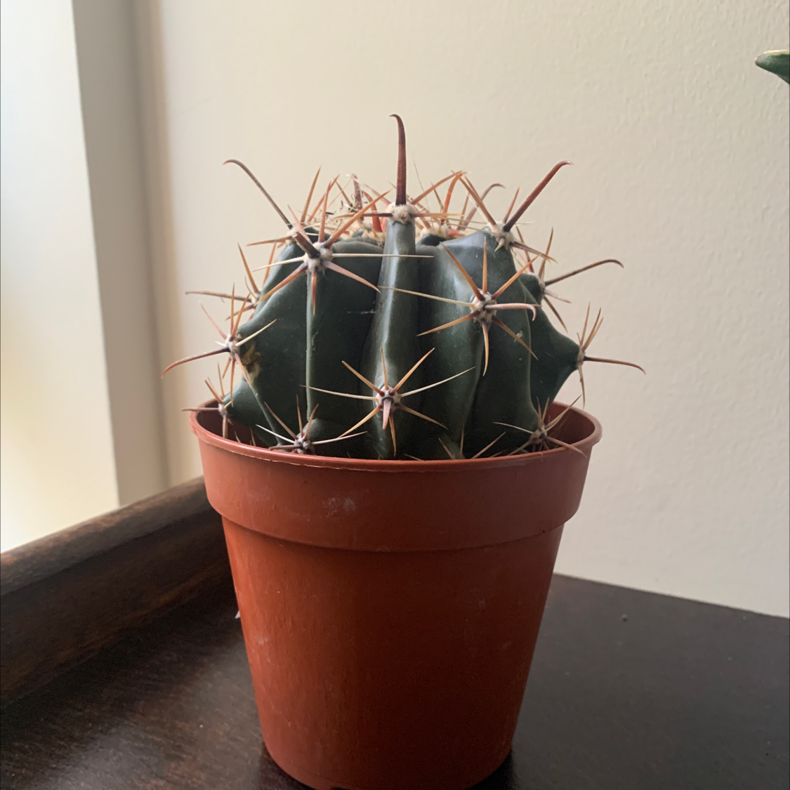 Blue Barrel Cactus in a small pot, healthy with prominent spines.
