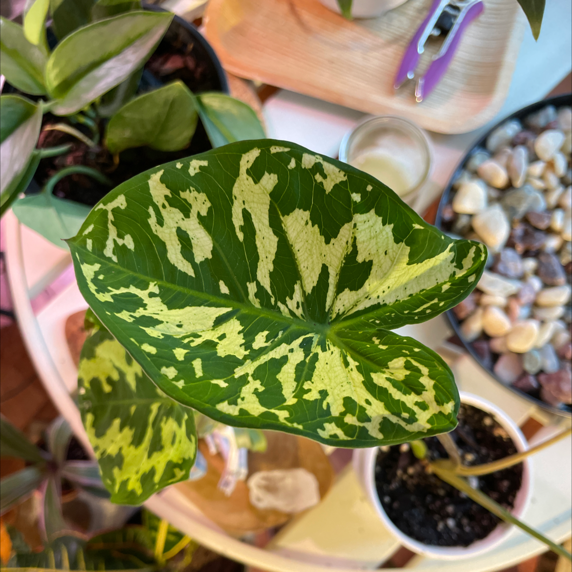 Caladium Hilo Beauty plant with green and yellow variegated leaves, healthy appearance.