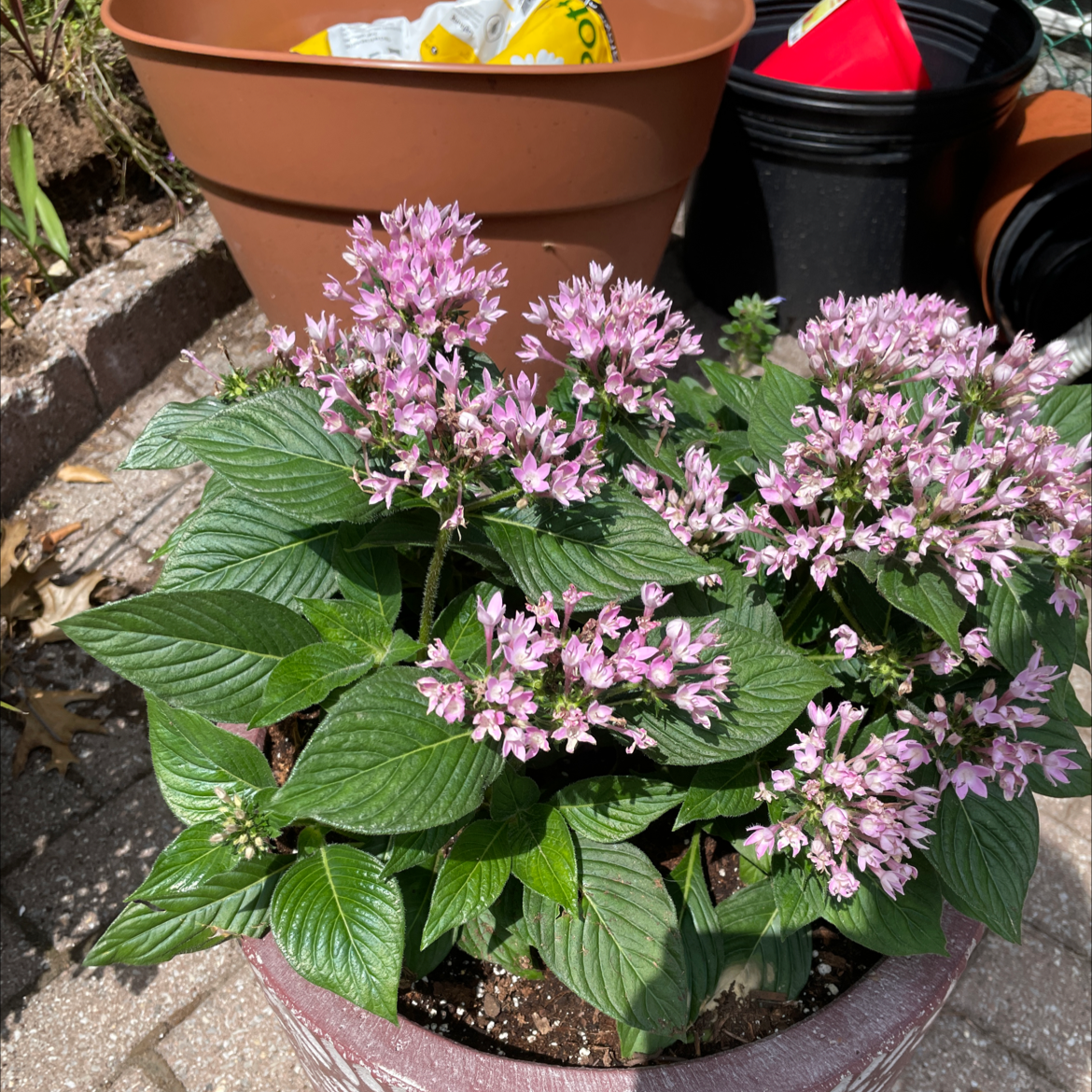 Egyptian Starcluster plant with pink flowers in a pot, outdoors.