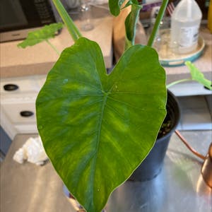 Black Magic Elephant Ear plant photo by @Erodplants named Your plant on Greg, the plant care app.