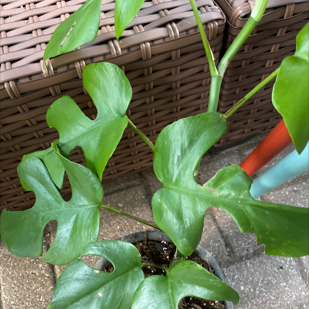 Monstera plant photo by @Erodplants named Your plant on Greg, the plant care app.
