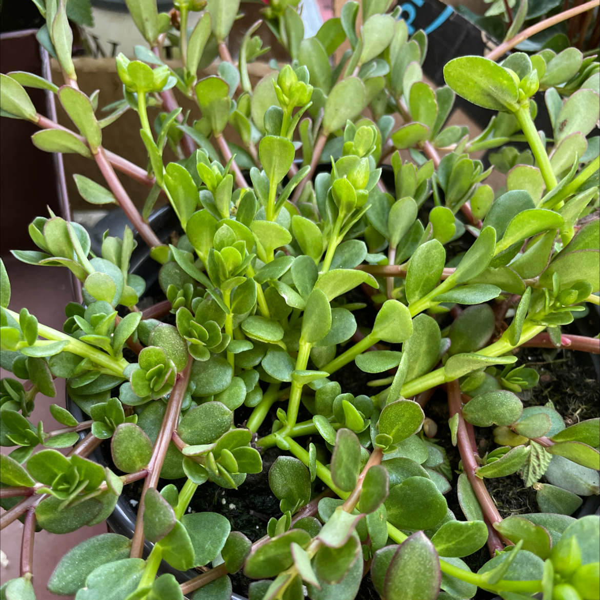 Photo of the plant species Duckweed by @Erodplants named Your plant on Greg, the plant care app