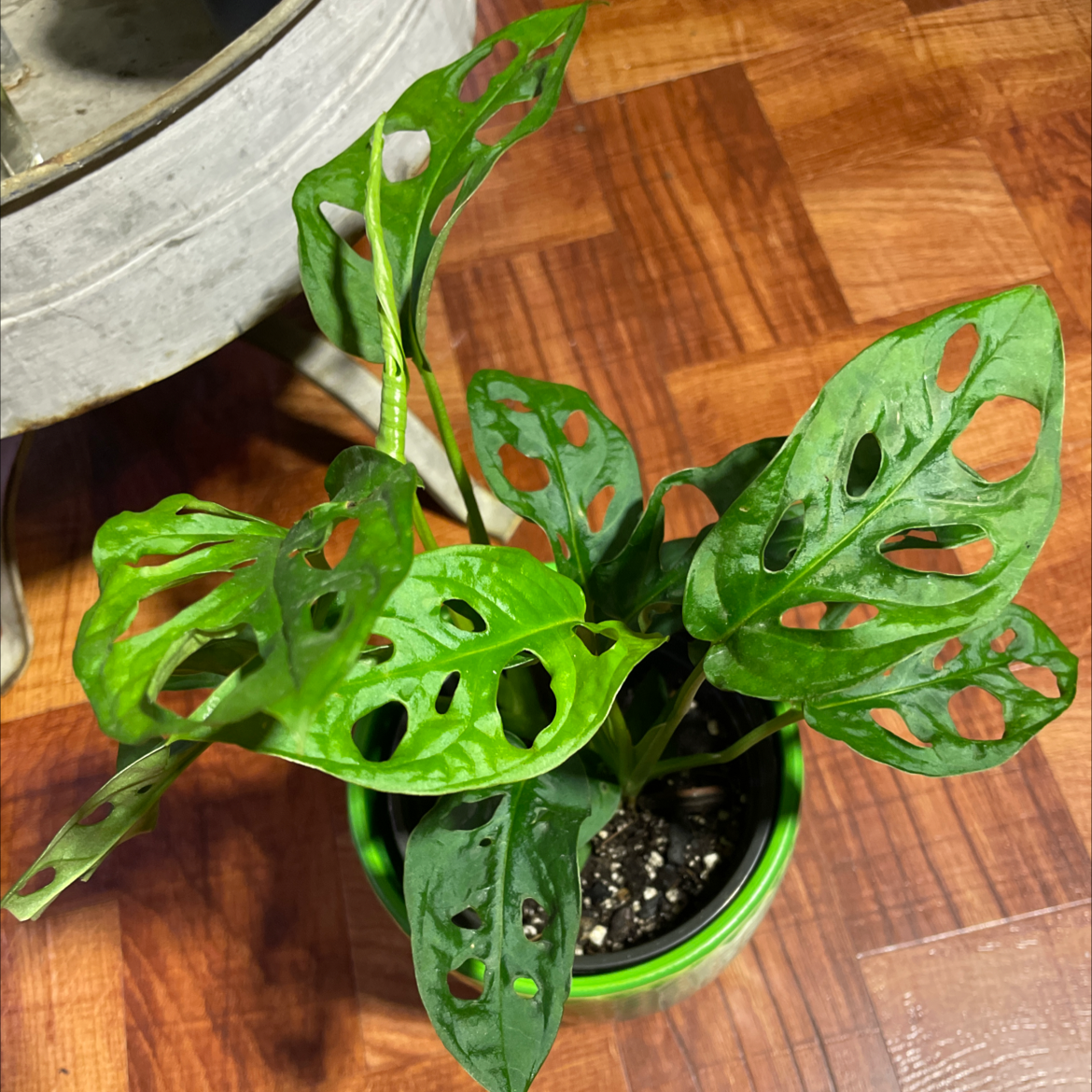 Monstera adansonii 'Laniata' plant in a small pot with green leaves and characteristic holes.