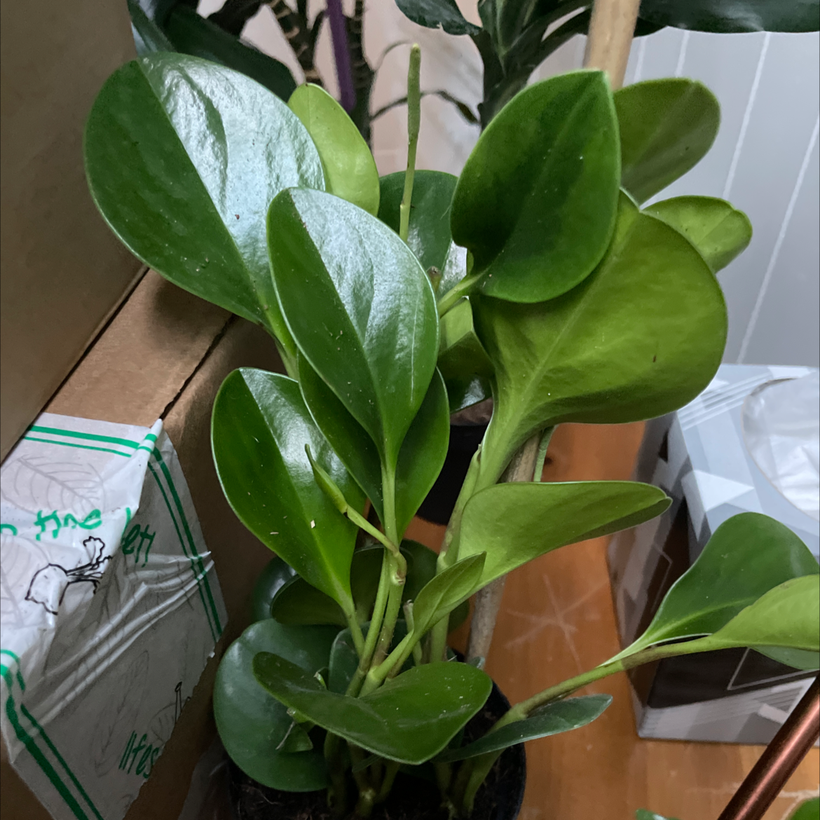 Baby Rubber Plant plant photo by @Erodplants named Your plant on Greg, the plant care app.
