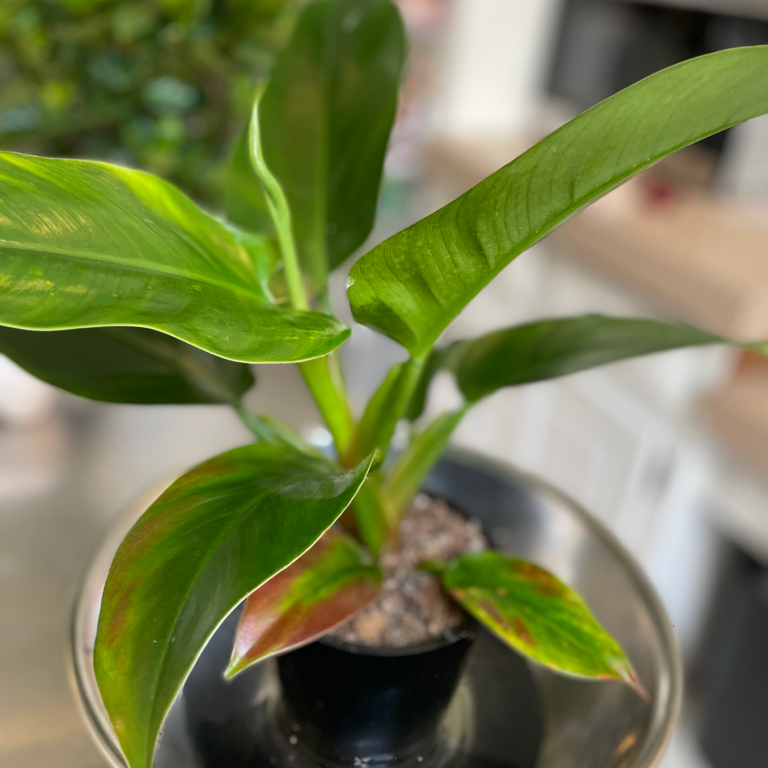 Philodendron 'Red Congo' plant with healthy green leaves and slight browning at the tips, potted in soil.