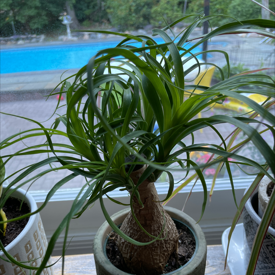 Ponytail Palm plant photo by @Erodplants named Your plant on Greg, the plant care app.