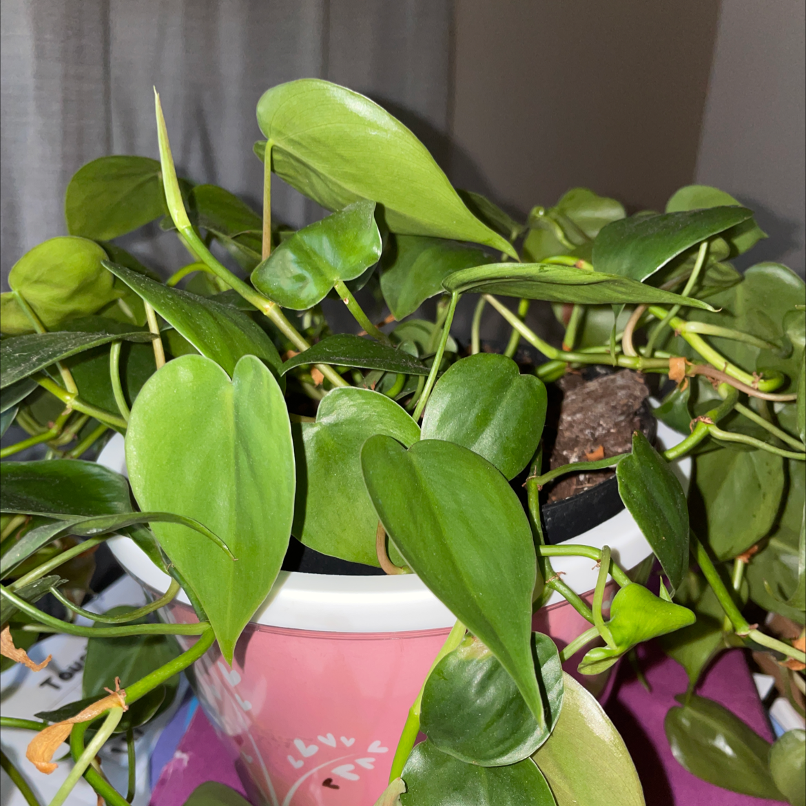 Taro Vine plant photo by @Erodplants named Your plant on Greg, the plant care app.