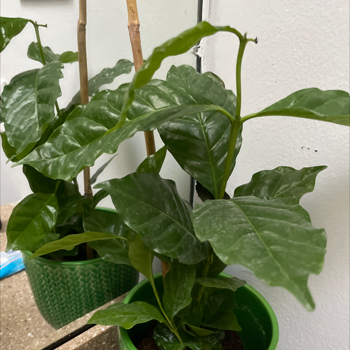 Arabian Coffee Plant plant photo by @Erodplants named Your plant on Greg, the plant care app.