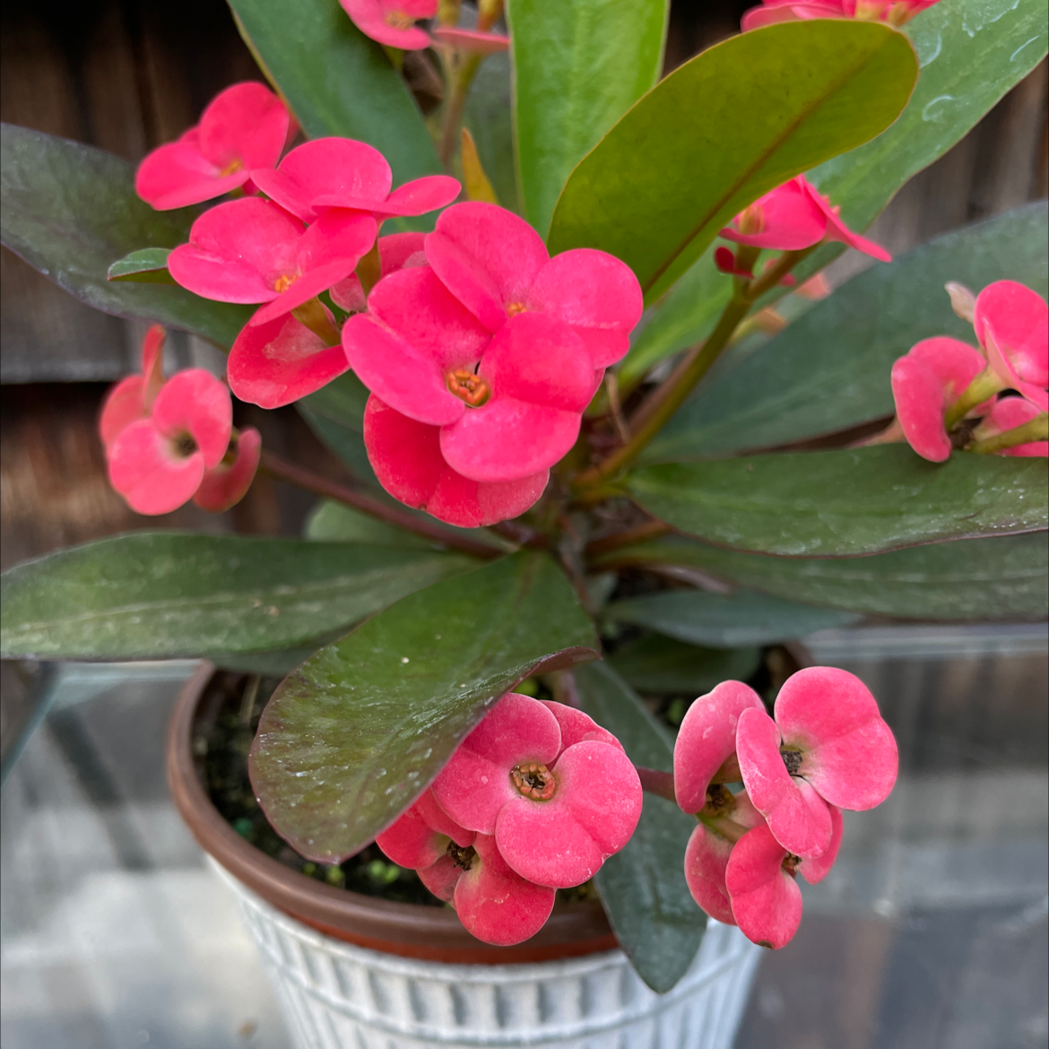 Crown of Thorns plant photo by @Erodplants named Your plant on Greg, the plant care app.