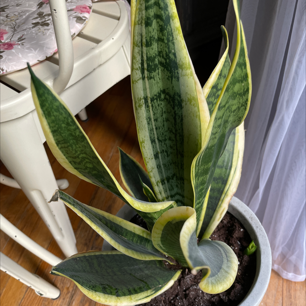 Snake Plant plant photo by @Erodplants named Your plant on Greg, the plant care app.