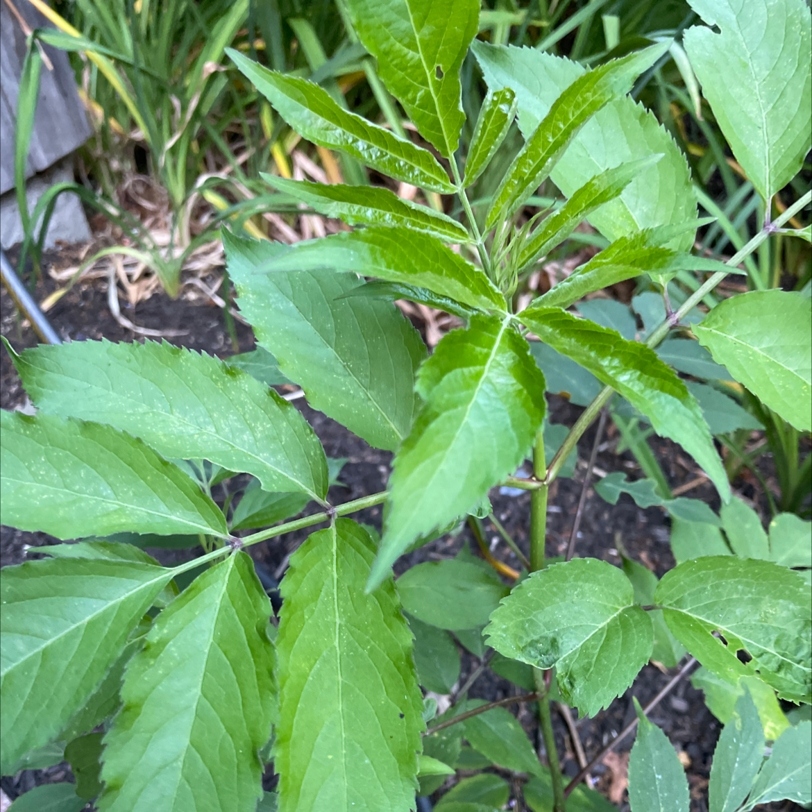 Black Elderberry plant photo by @Erodplants named Your plant on Greg, the plant care app.