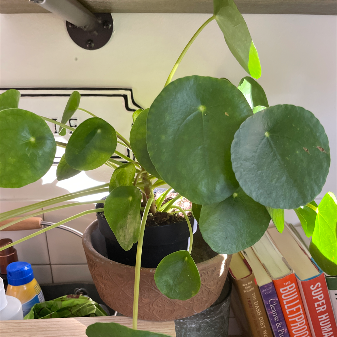 Chinese Money Plant plant photo by @Erodplants named Your plant on Greg, the plant care app.