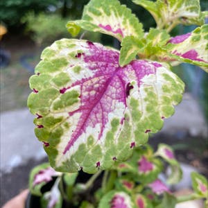 Coleus plant photo by @Erodplants named Your plant on Greg, the plant care app.