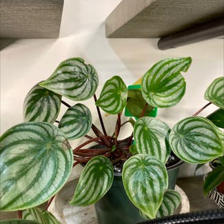 Watermelon Peperomia plant in Somewhere on Earth