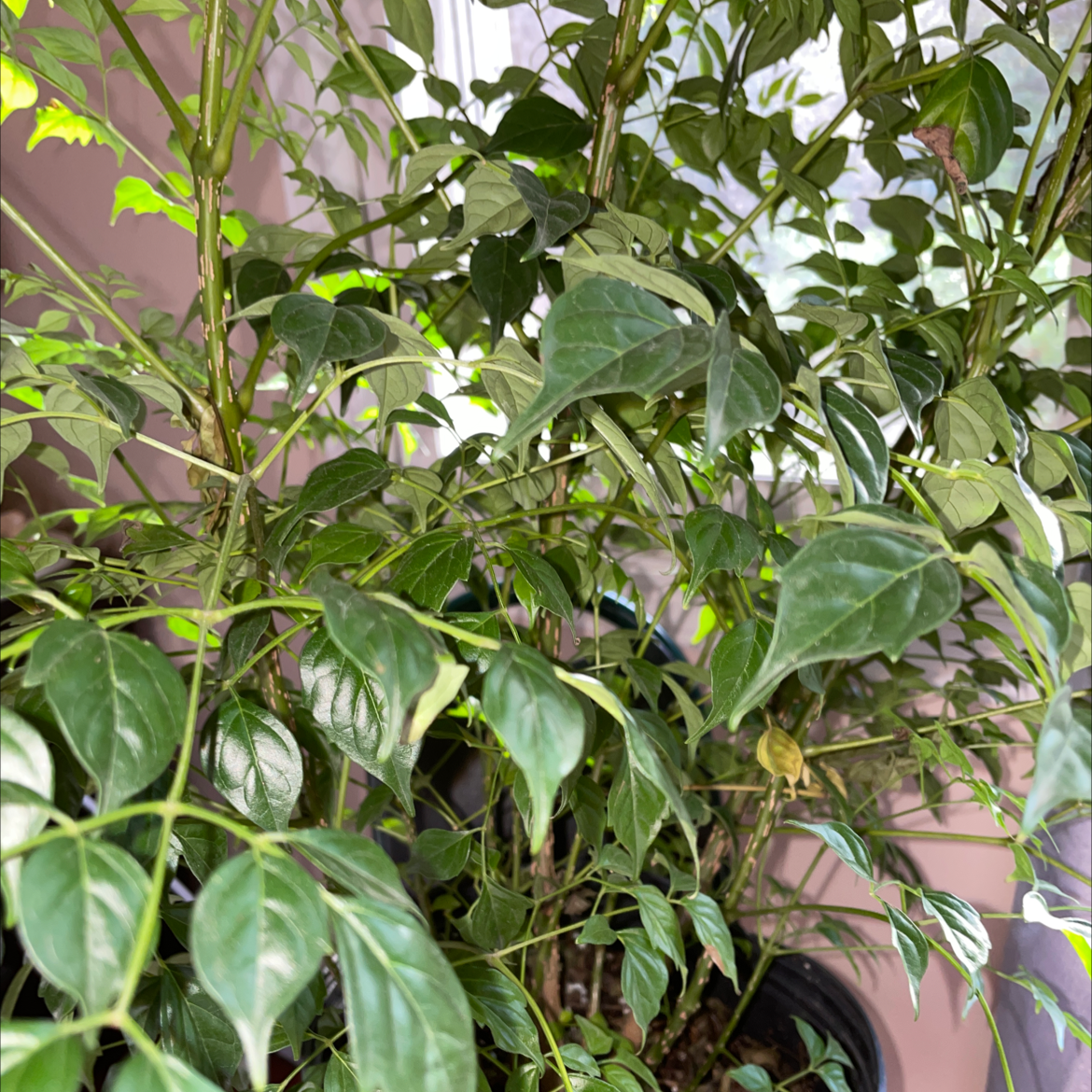 China Doll Plant plant photo by @Erodplants named Your plant on Greg, the plant care app.