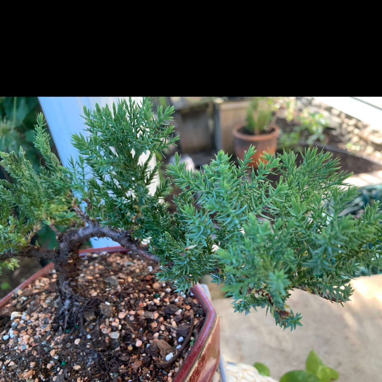 Potted American Juniper plant with dense, green foliage and visible soil.