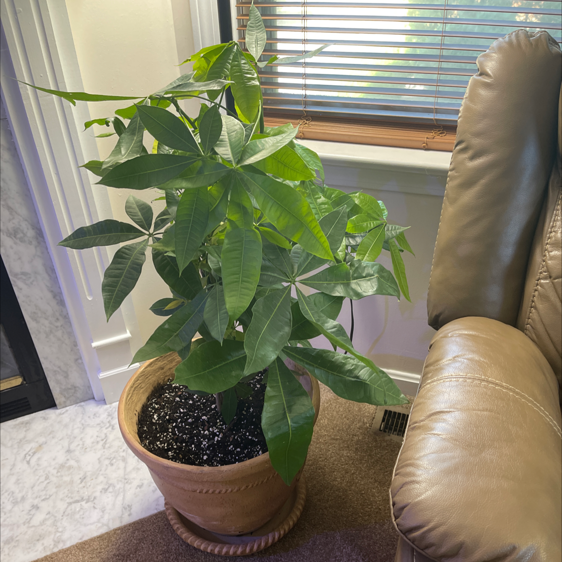 Money Tree plant photo by @ibennister named Jessie on Greg, the plant care app.