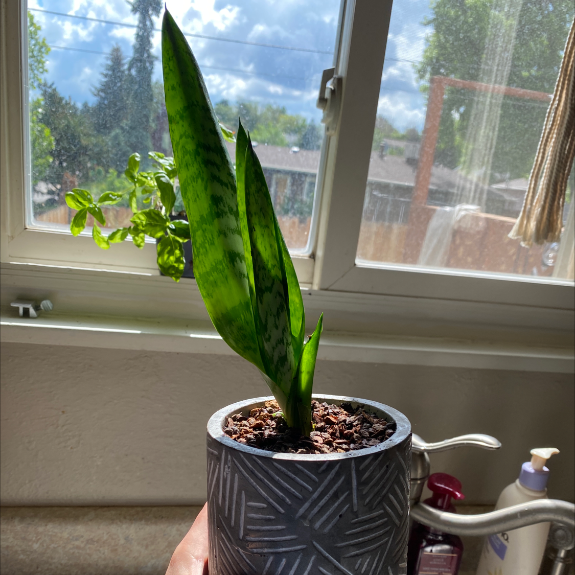 Snake Plant plant photo by @Leah2 named Baby Snake Plant #1 on Greg, the plant care app.