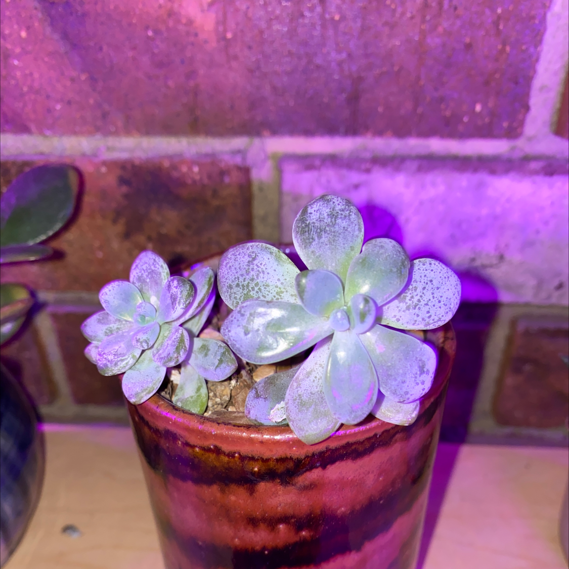 Sedum treleasei plant in a pot against a brick wall background.