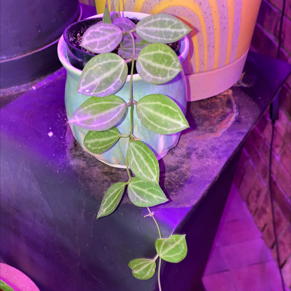 Photo of the plant species Watermelon Dischidia by @Leah2 named Dischidia Ovata Watermelon on Greg, the plant care app