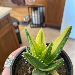 Gold Tooth Aloe plant