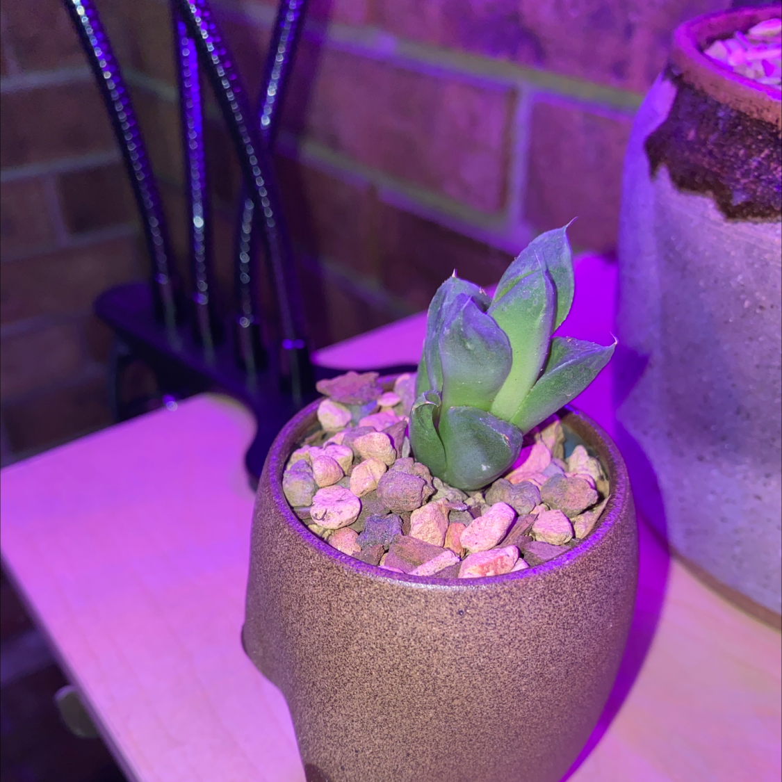 Cathedral Window Haworthia succulent in a pot with visible soil and pebbles.