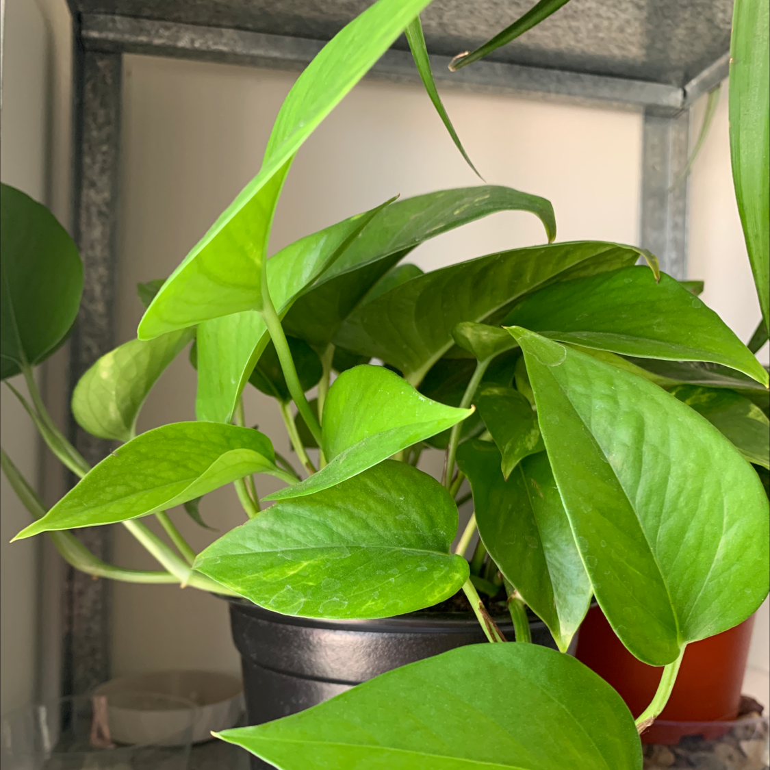 Healthy Hawaiian Pothos plant with vibrant green leaves in a pot.