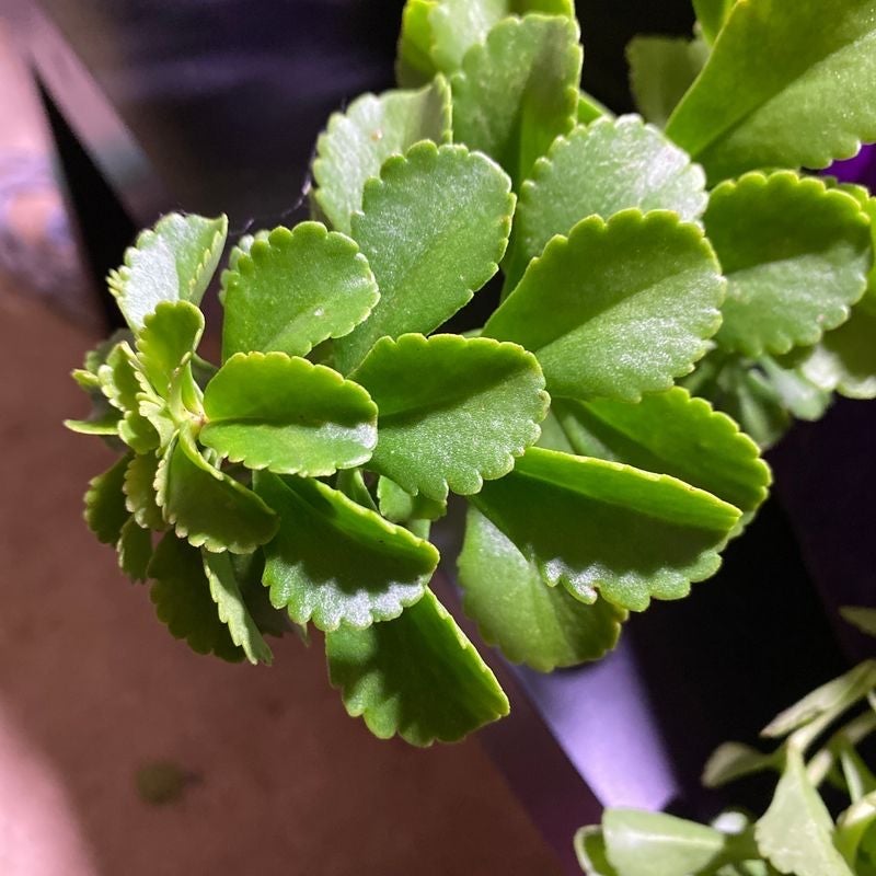 How To Get A Florist Kalanchoe To Bloom