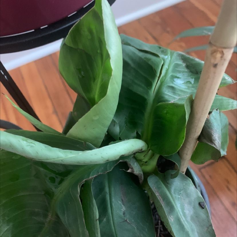 Dwarf Banana plant with slightly curled and discolored leaves in a pot.