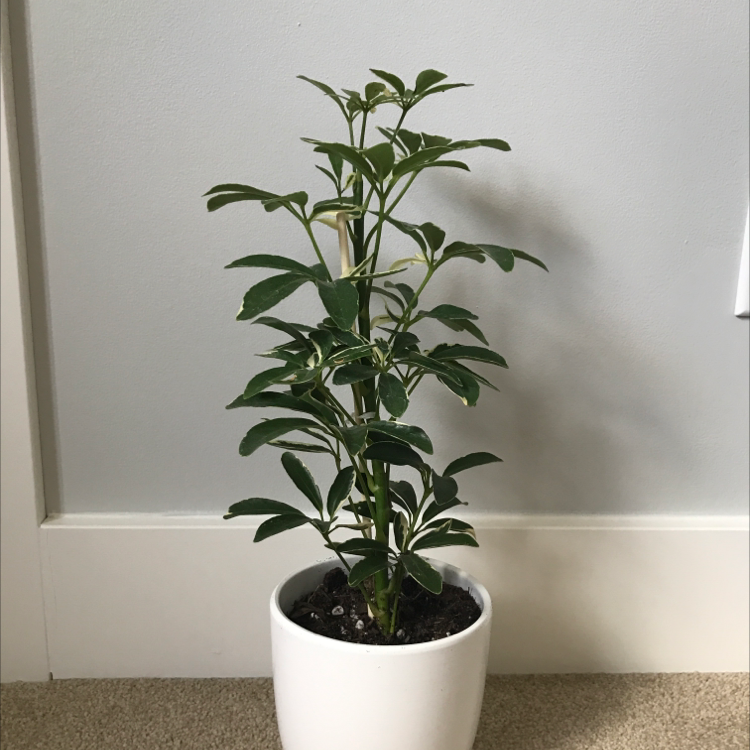 Dwarf Umbrella Tree plant photo by Rebecca named Azul on Greg, the plant care app.