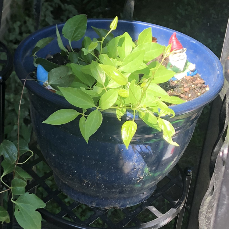 Potted Sweet Autumn Virginsbower with vibrant green leaves and garden ornaments.