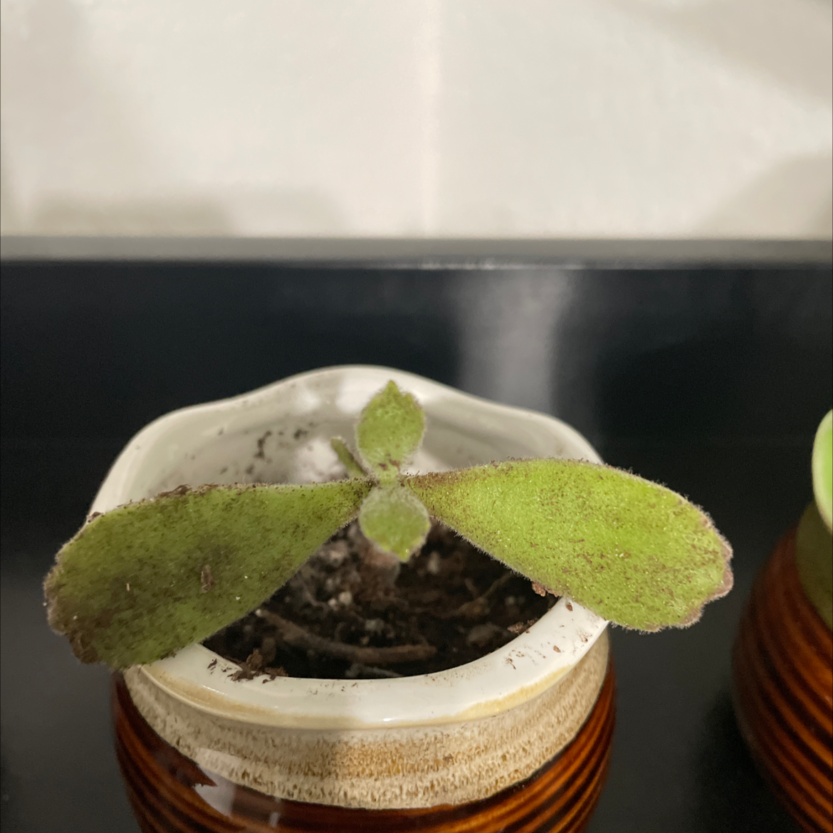 Bear's Paw plant in a pot with visible soil, well-framed and in focus.