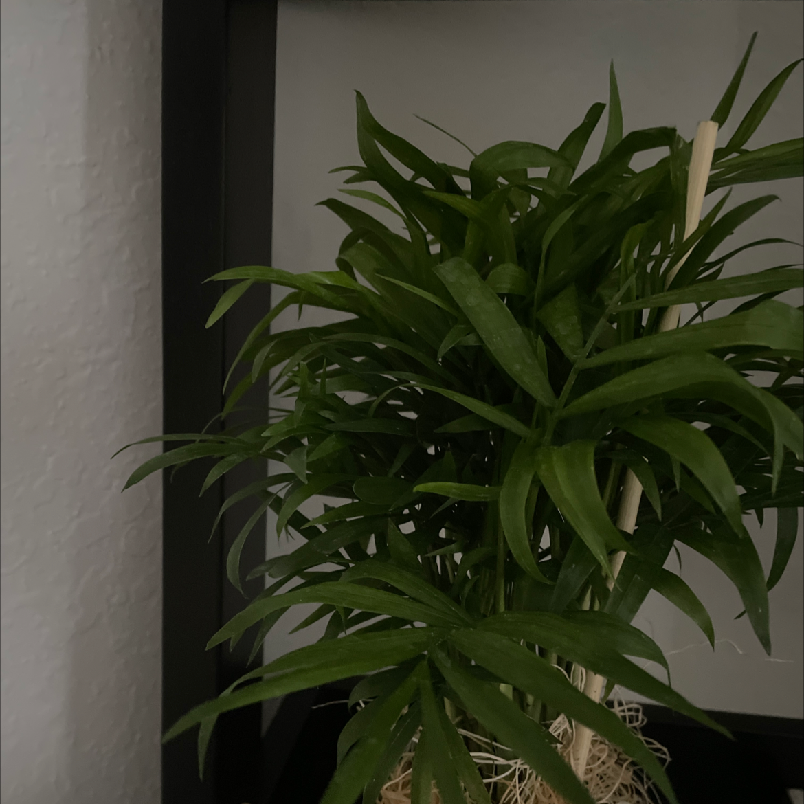 Healthy, lush Kentia palm with abundant green fronds, well-hydrated and thriving indoors in low light.