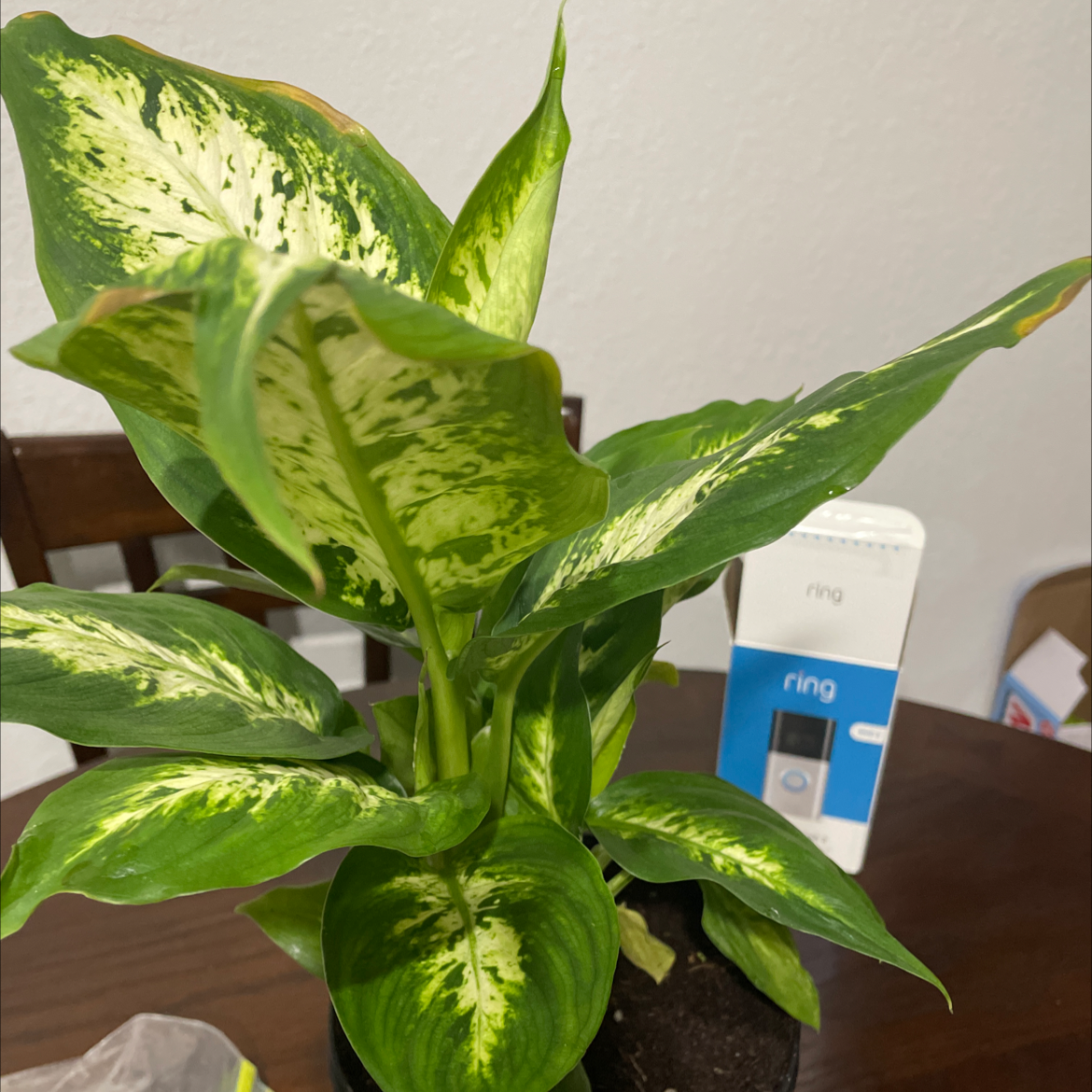 Dieffenbachia 'Compacta' plant with variegated leaves in a pot, well-framed and in focus.