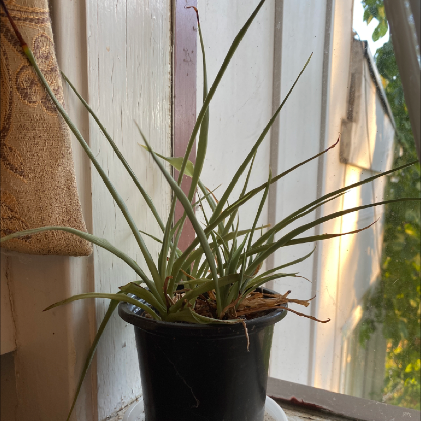Potted Orange Bulbine plant with long, slender leaves near a window.