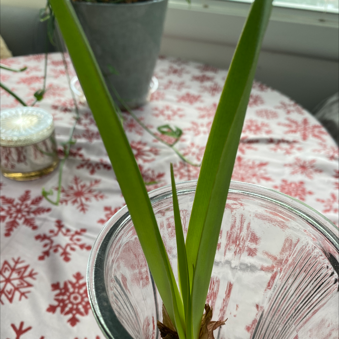 Plant with long, narrow green leaves in a glass container on a patterned tablecloth.