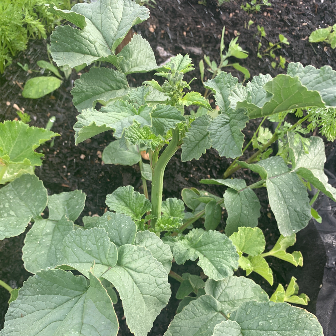 Healthy radish plant with green leaves in a garden bed with visible soil.