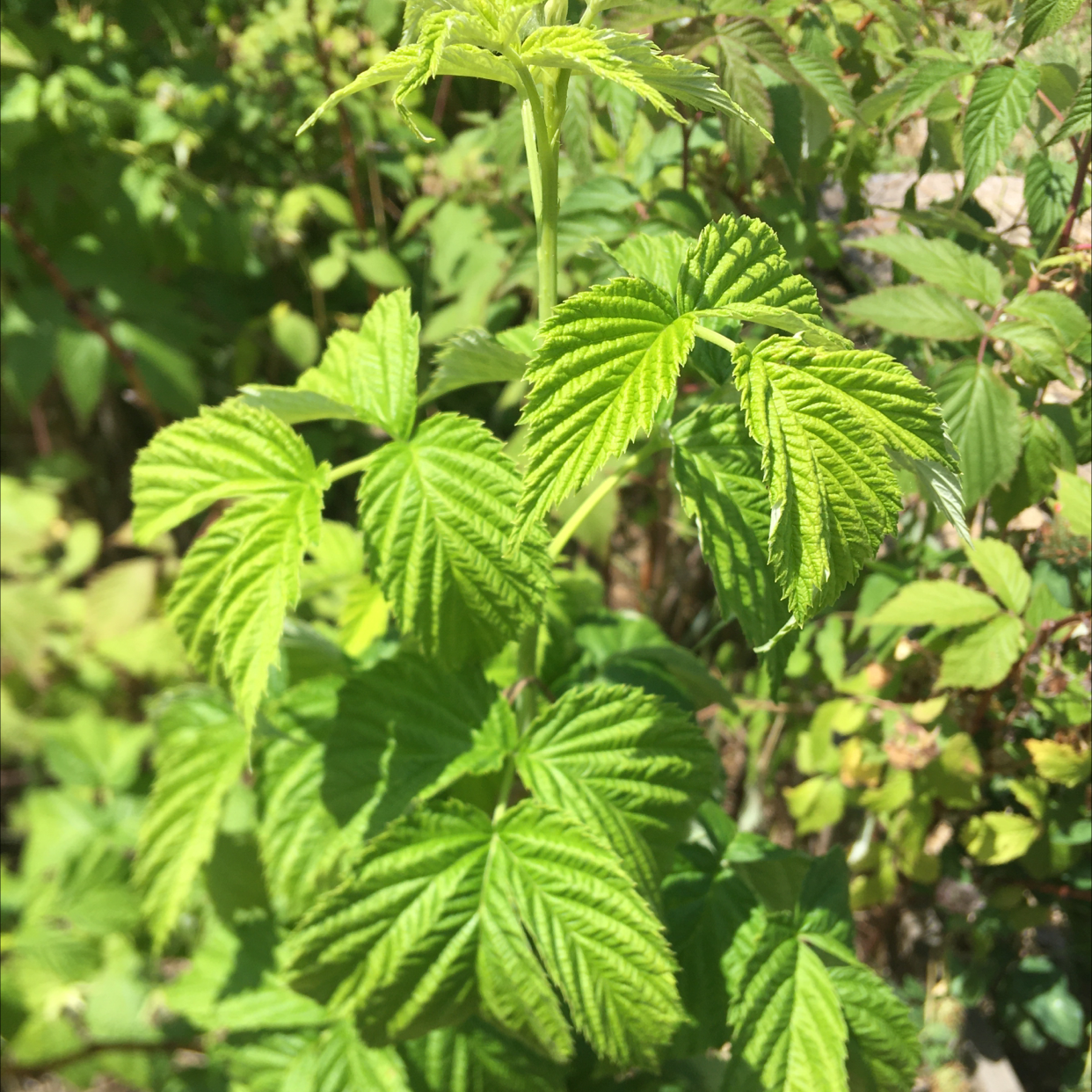 Healthy European Red Raspberry plant with vibrant green leaves.