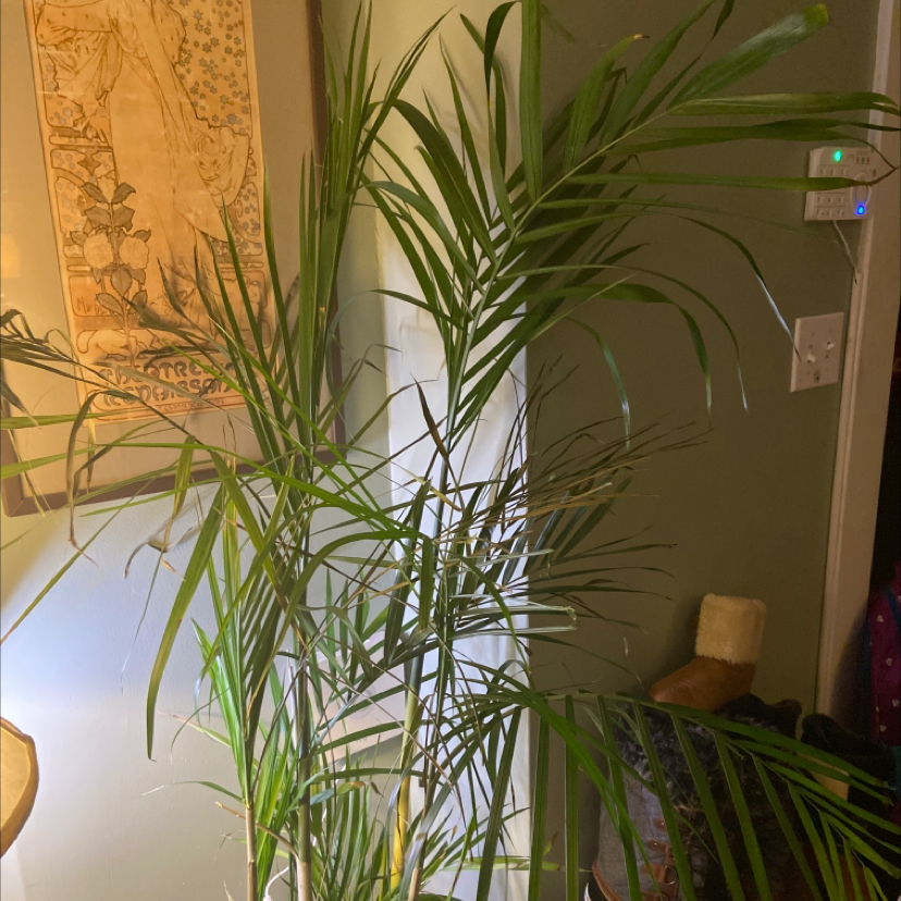 Indoor Bamboo Palm plant with healthy green leaves, well-framed and centered.