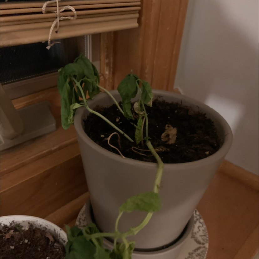 Sweet Basil plant photo by Myla named Hazel-Basil on Greg, the plant care app.