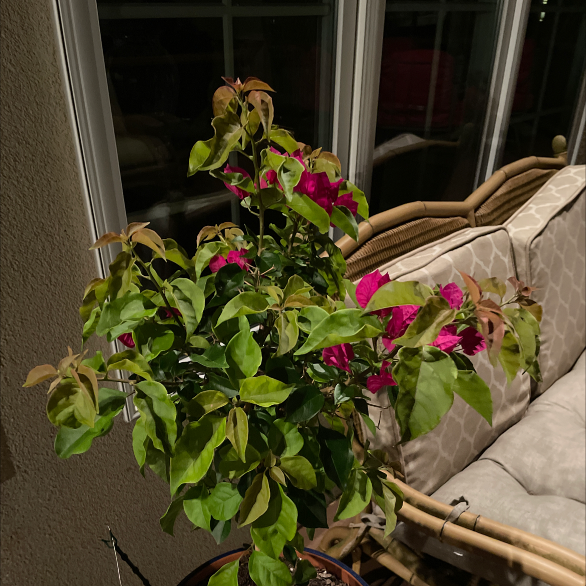 Lesser Bougainvillea plant indoors with green leaves and pink flowers, some leaf browning visible.