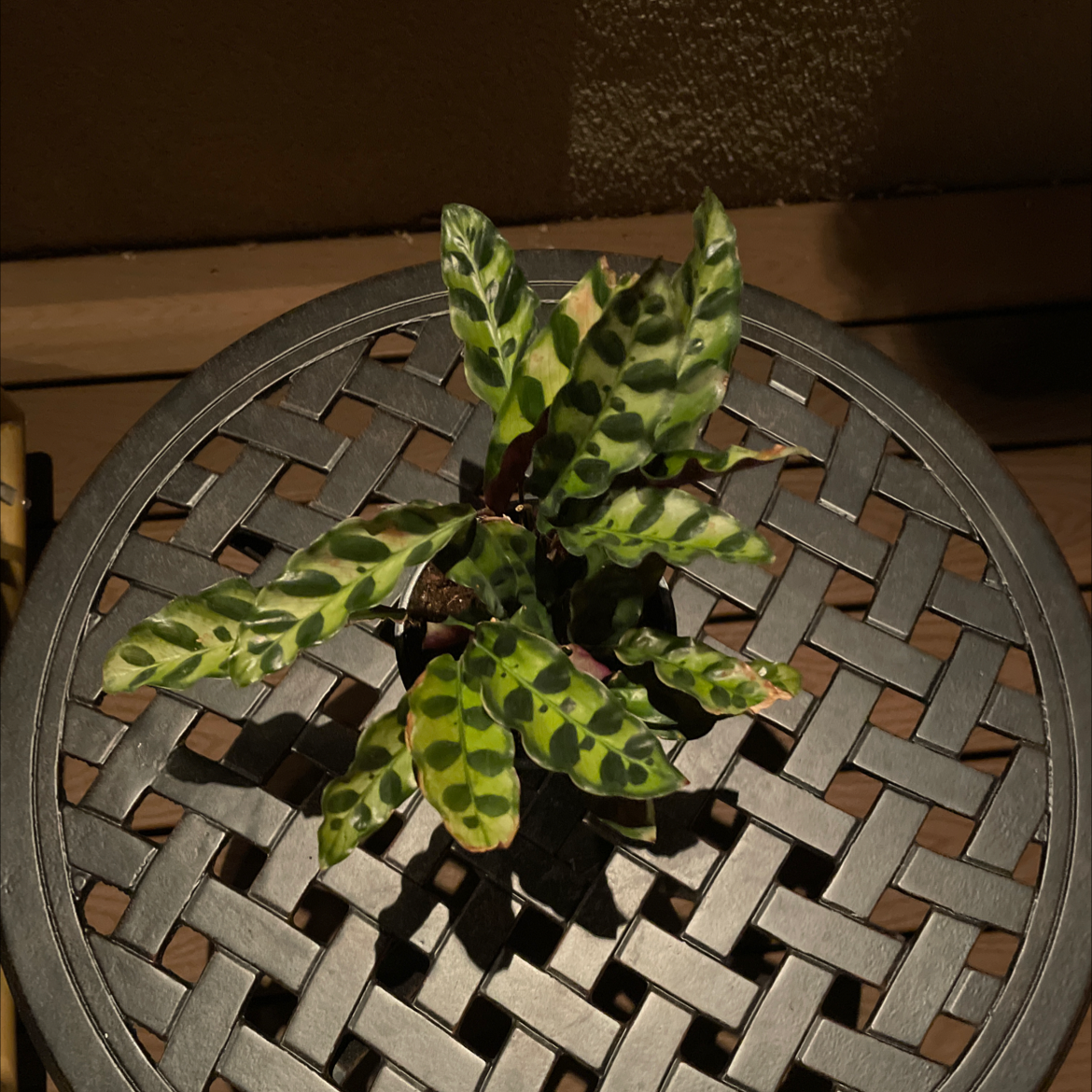 Rattlesnake Plant plant photo by Melissa named Your plant on Greg, the plant care app.
