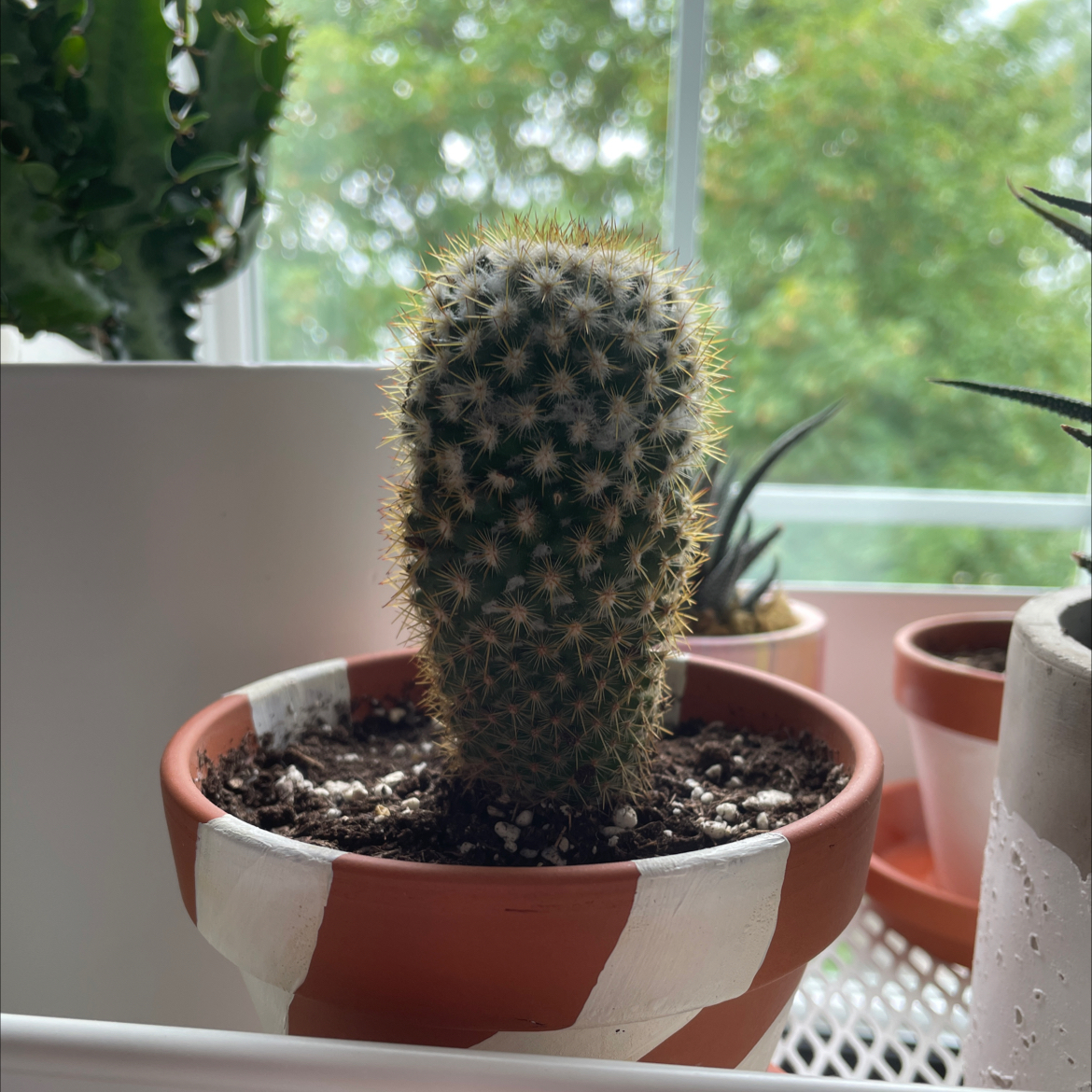 Photo of the plant species Mammillaria microhelia by @chloer named Prickly Guy on Greg, the plant care app