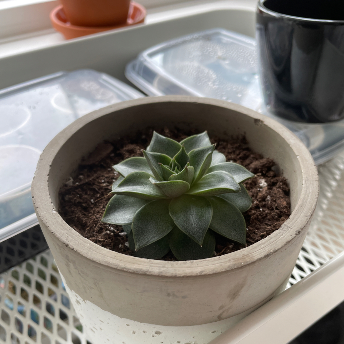 Potted Echeveria purpusiorum succulent on a surface with other objects in the background.