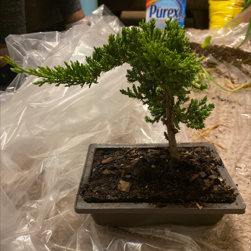 Potted Creeping Juniper plant with vibrant green foliage and visible soil.