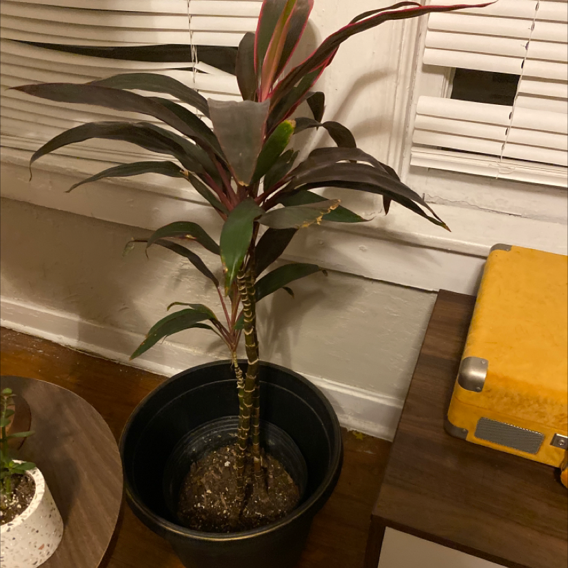 Healthy Ti plant with glossy green and red leaves in black pot, human hand pointing at lower leaf.